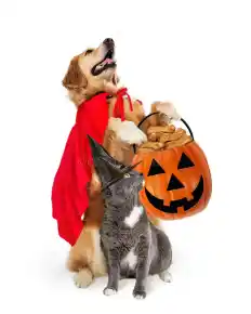 Picture for category Halloween